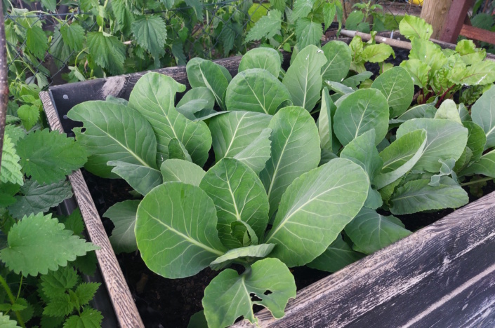 Gesündere Ernährung schont auch die fruchtbaren Böden. Foto: Sabine Eicker