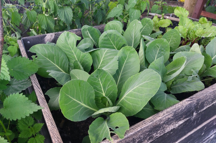Gesündere Ernährung schont auch die fruchtbaren Böden. Foto: Sabine Eicker