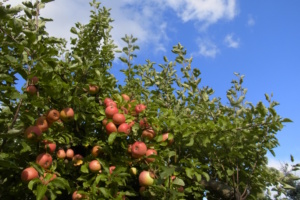 Apfelbaum mit reufen Äpfeln. Foto: Jana Burmeister