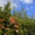 Apfelbaum mit reufen Äpfeln. Foto: Jana Burmeister
