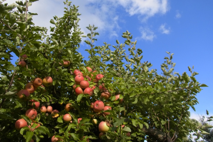 Apfelbaum mit reufen Äpfeln. Foto: Jana Burmeister