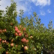 Apfelbaum mit reufen Äpfeln. Foto: Jana Burmeister