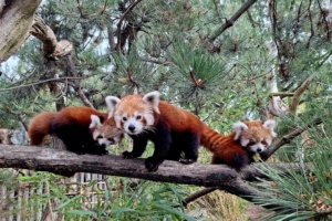 Rote Panda-Nachwuchs mit Kamala @ Zoo Leipzig