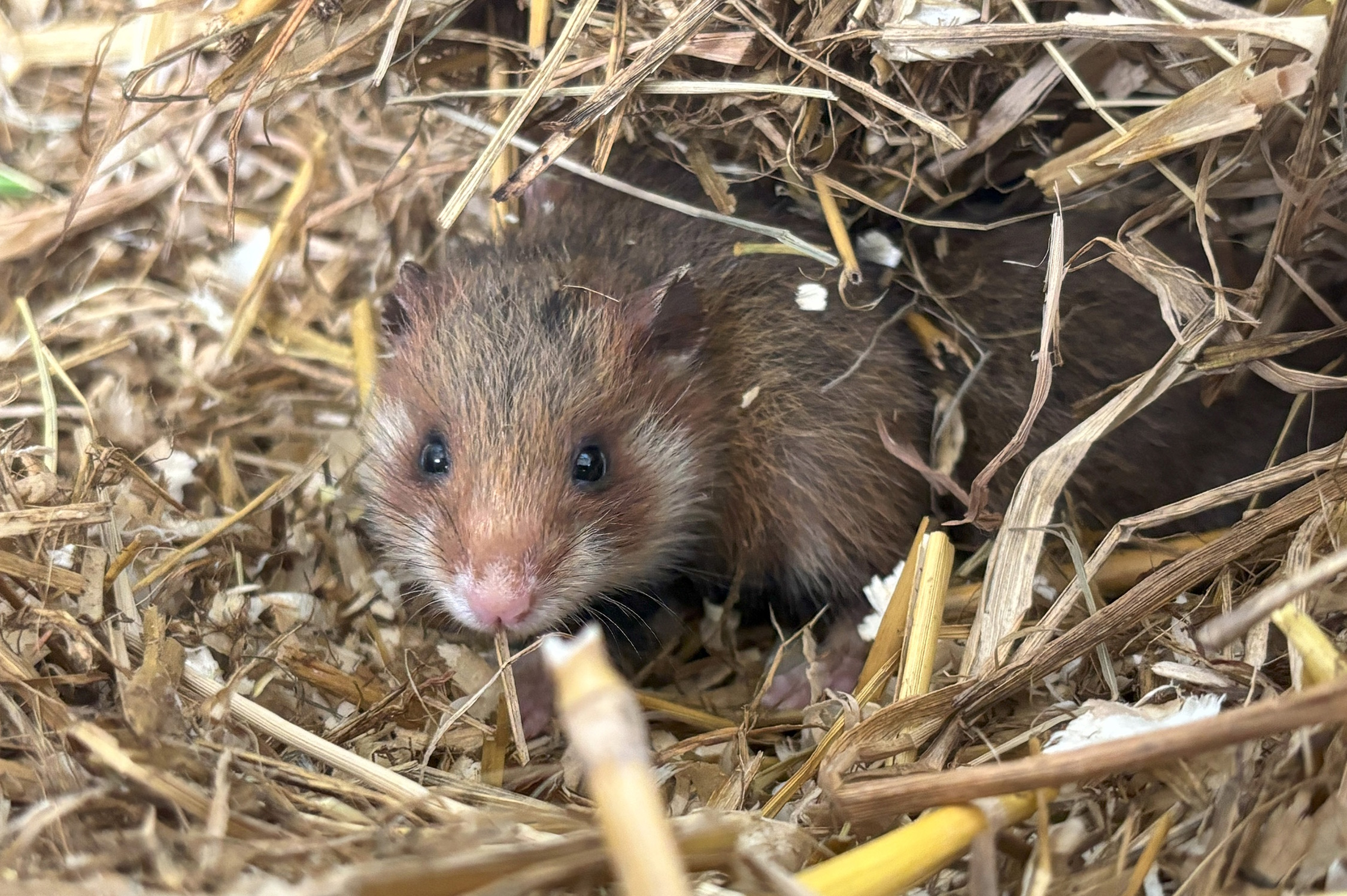 Feldhamsterjungtier im Nest in der Zuchtstation des Zoos. Foto: Zoo Leipzig