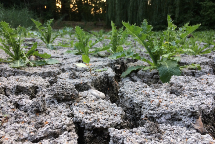 Immer öfter lässt die zunehmende Dürre auch die kleinen Teiche in Leipzig austrocknen. Foto: Sabine Eicker