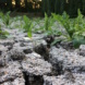 Immer öfter lässt die zunehmende Dürre auch die kleinen Teiche in Leipzig austrocknen. Foto: Sabine Eicker