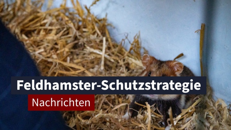 15. April 2024: Rettungsstrategie für Feldhamster im Leipziger Zoo vorgestellt | LZ TV Nachrichten